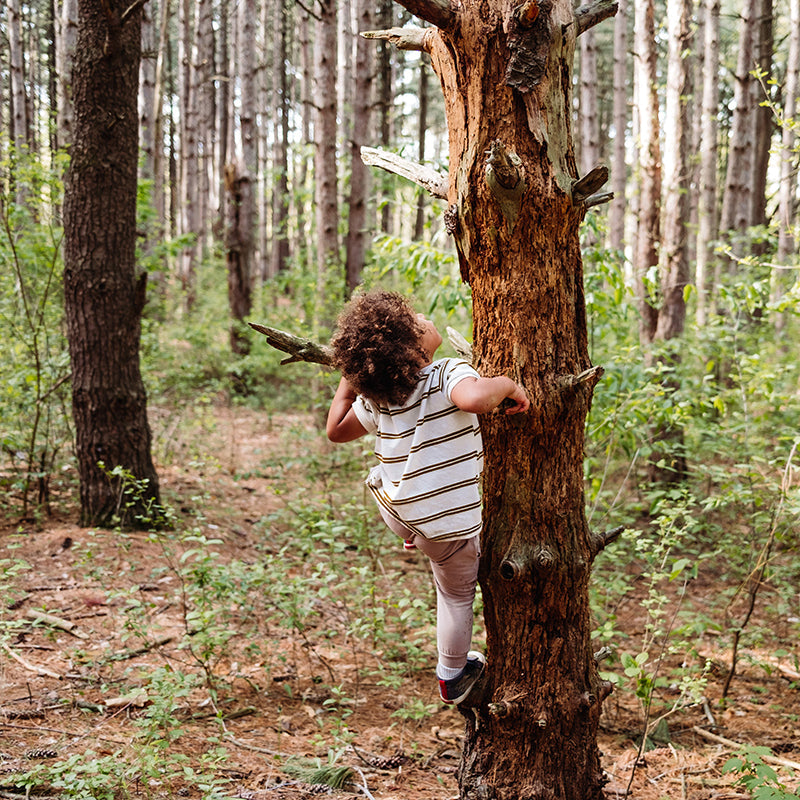 Child climbing a tree in a pine forest, reaching upward while wearing a striped shirt and leggings